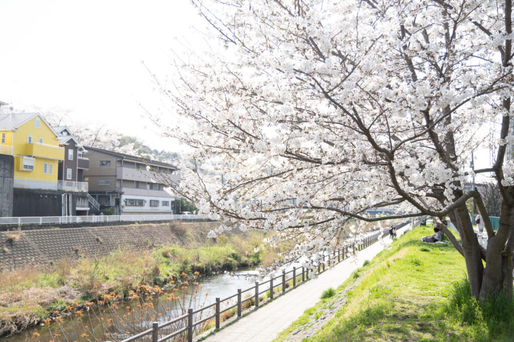 せいせき桜まつり（2024.04.07）