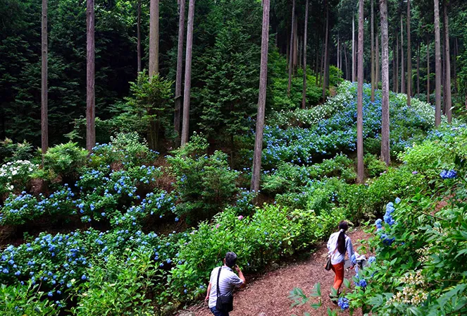 南沢あじさい山（あきる野市）