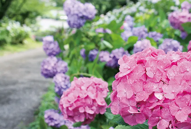 わんダフルネイチャーヴィレッジあじさい（あきる野市）