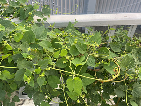 【多摩市】学生が育てたホップ×地域素材—明星大×工学院大×せいせきSCのコラボビール『多摩の明星〜蜜星〜』が10/2–5に登場＜せいせき秋のビールまつり＞