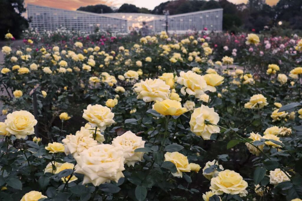 神代植物公園「秋のバラフェスタ」2025|早朝開園・コンサート・展示で楽しむ“香る秋バラ”
