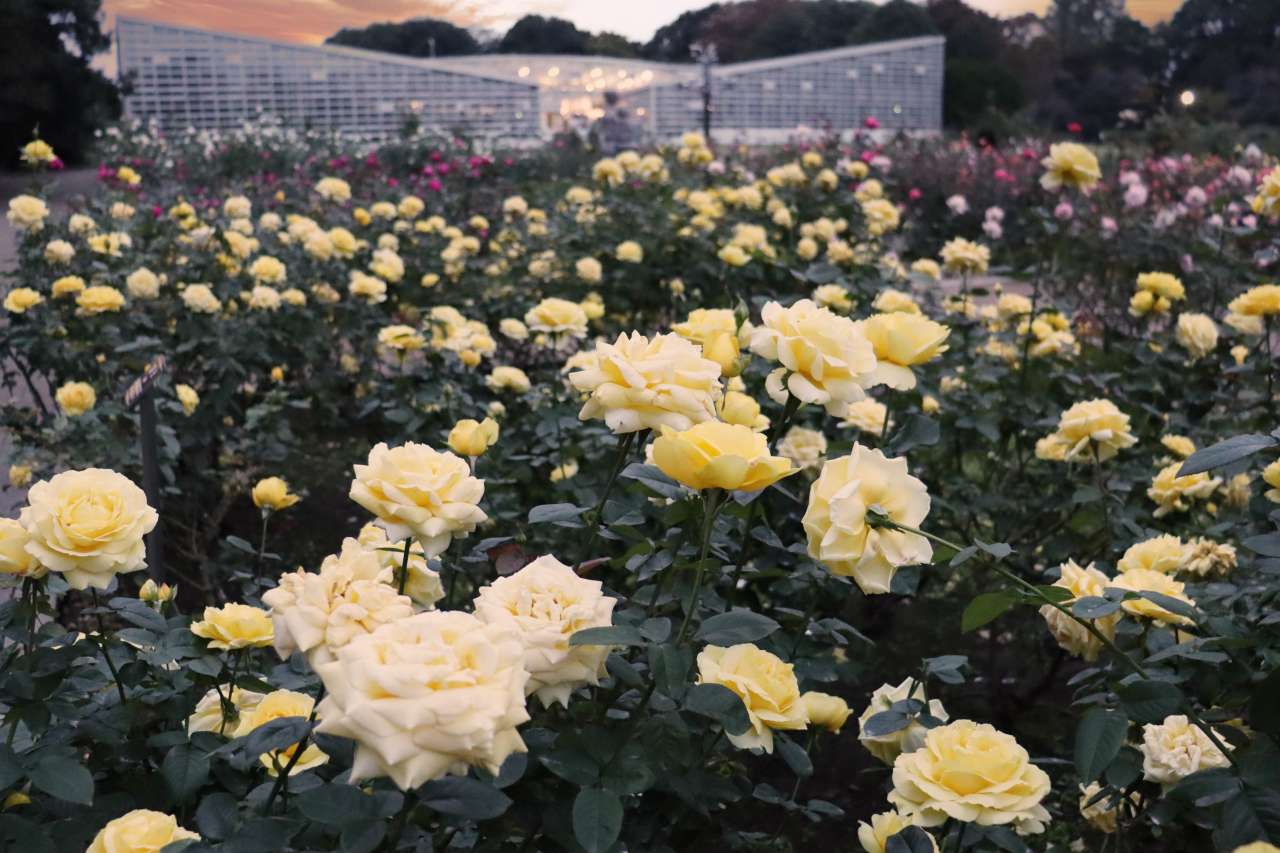 神代植物公園「秋のバラフェスタ」2025｜早朝開園・コンサート・展示で楽しむ“香る秋バラ”